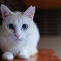 とっても美人な白猫シロちゃん♪