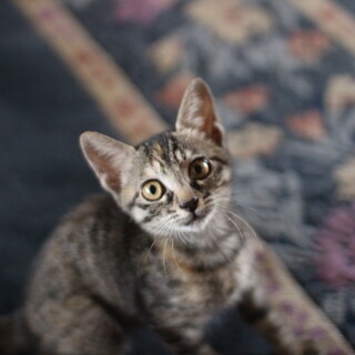 飼いやすい三毛キジきんぴら