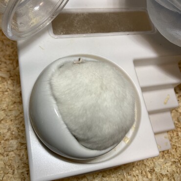 もちこ餌を食べて丸もちになる。