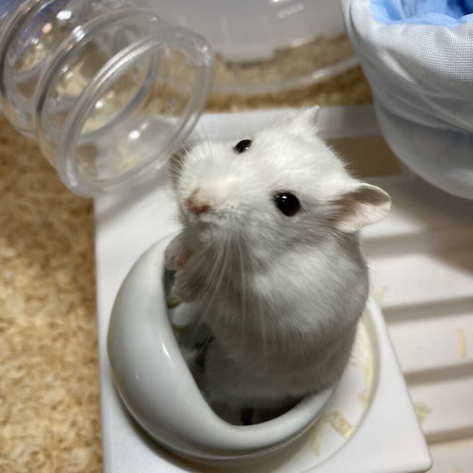 もちこのカバー写真