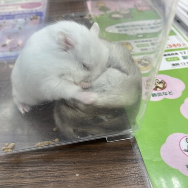 もちことおふくのじゃれ愛
