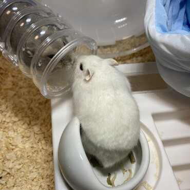 はむちゅ。もちこ&おふく。