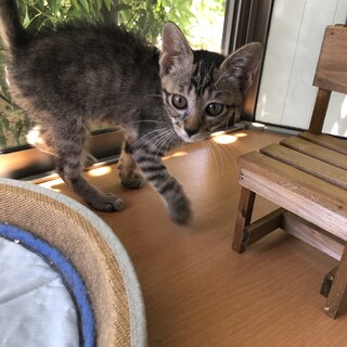 とても甘えん坊なキジトラ男子です！