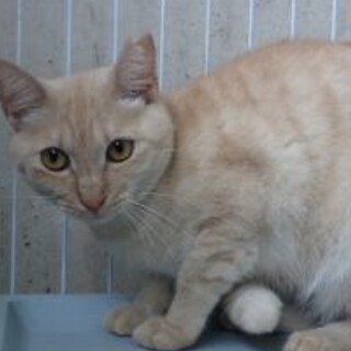 大人しい女の子【パピコちゃん】