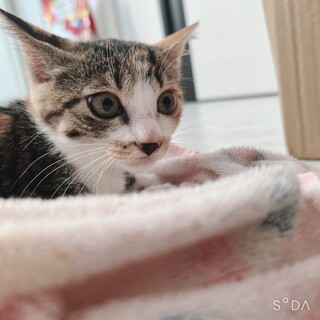 寝る・食べる・遊ぶ事が大好き！保護した猫です