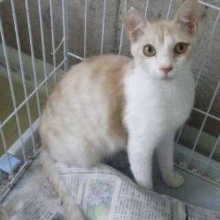 大人しい男の子【おもちくん】