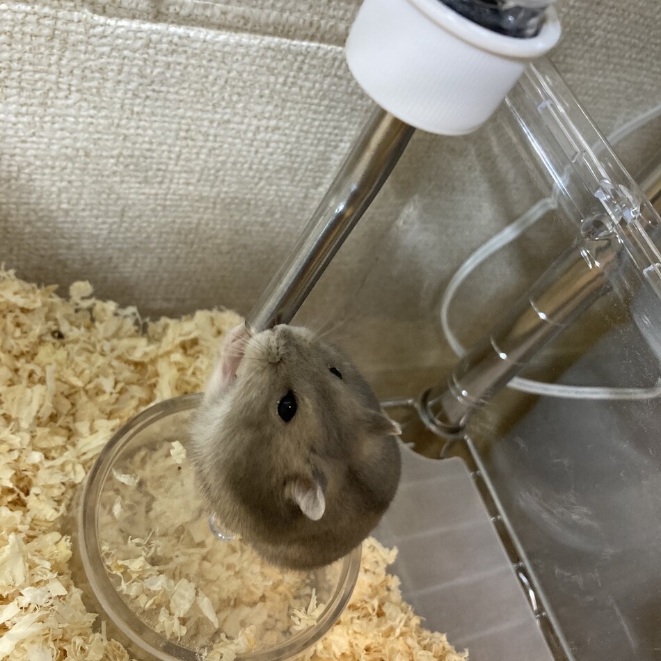 おふくのカバー写真