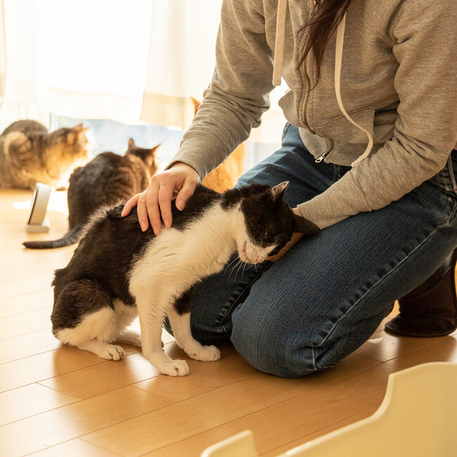 猫組のカバー写真