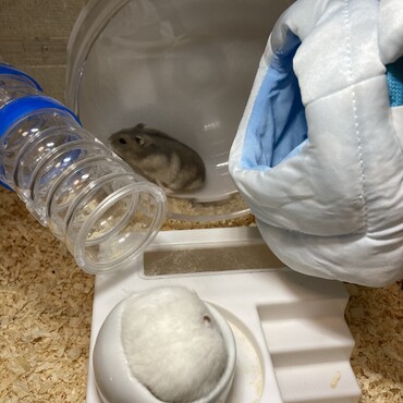 おふく運動。もちこ食べる。