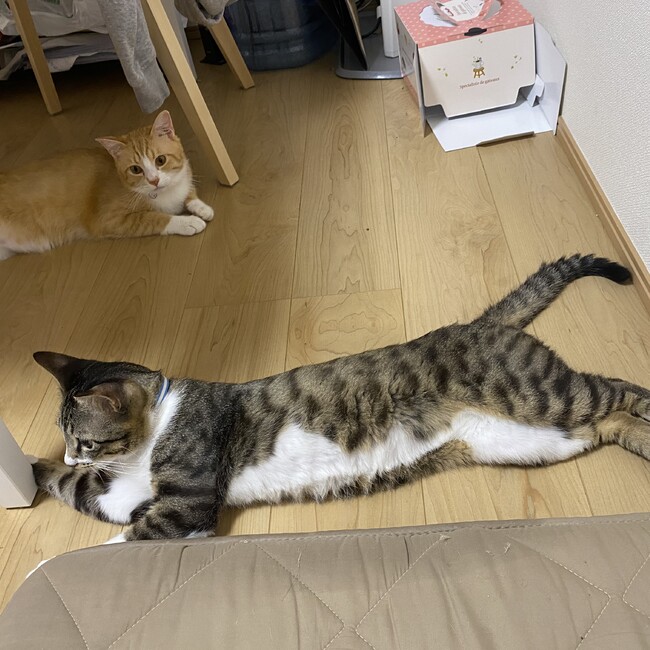 ポムっとプリンのカバー写真