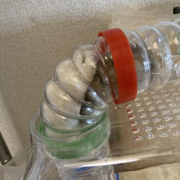 もちこに何をされても怒らない。もちこいもすたーの土台となる。