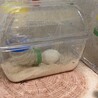 お砂場でお昼寝ならぬ、きなこもちこ。