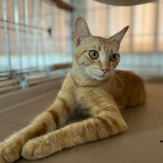 子育て終えた美猫、茶トラかーさん♡