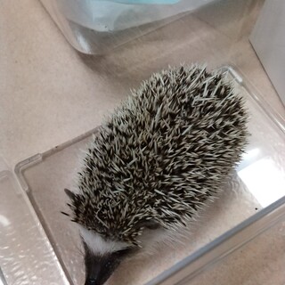 ハリネズミの里親募集します。