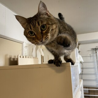 4歳、おとなしく人間大好きなキジトラの女の子♀