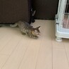 キジトラの女の子 サムネイル2