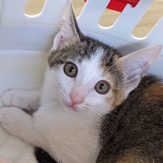 募集停止　三毛女の子アリエル