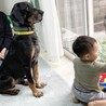 レニー、ずっとの家族を募集します！ サムネイル5