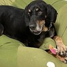 レニー、ずっとの家族を募集します！ サムネイル6