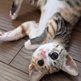 募集停止　三毛縞女子みさき