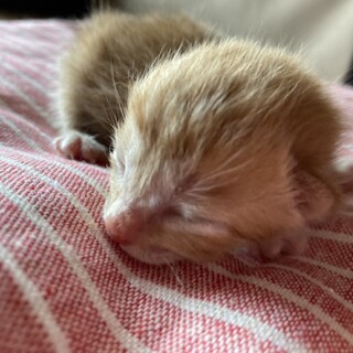 【緊急】うまれたての子猫（茶トラ）