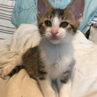 セイロン君　　　個別お見合い可