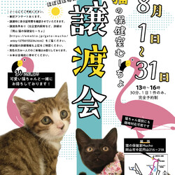 猫の譲渡会＠猫の保健室MuchoMuch
