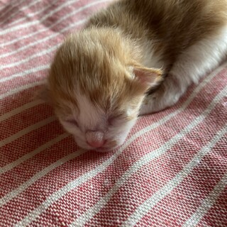 【急募】うまれたての子猫（茶トラ白）
