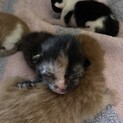 【急募】うまれたての子猫（サビ）