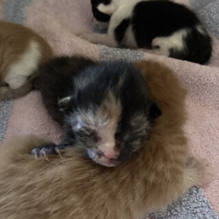 【急募】うまれたての子猫（サビ）