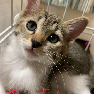 生後約3ヶ月の可愛い子猫^_^