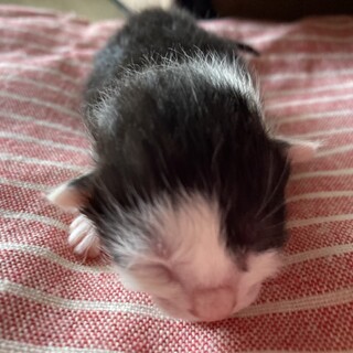 【急募】うまれたての子猫（白黒）