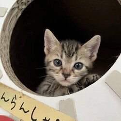in豊明☆続々子猫祭り!!☆保護猫の譲渡会2022年8月6日（土）～ 非営利団体 ちーむ にゃいんず