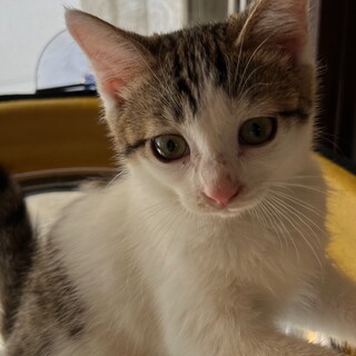 ふわっふわ♡まるまるのサワーちゃん