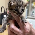 生後10日ぐらいの赤ちゃんです。