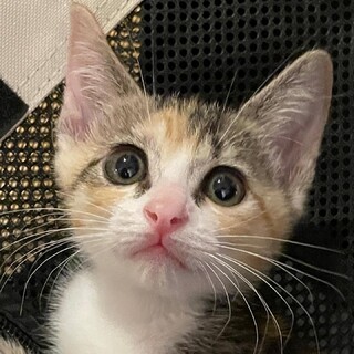 生後２ヶ月の甘えん坊の美人子猫
