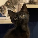 生後２ヶ月のキュートな黒い子猫
