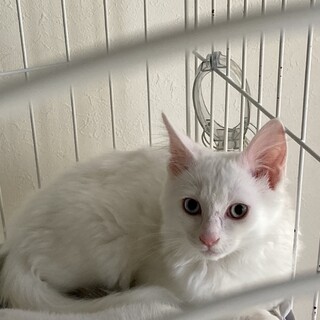 目はブルーとグリーンのでオッドアイの女の子です。