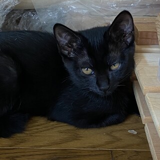 他サイトにて里親決定しました