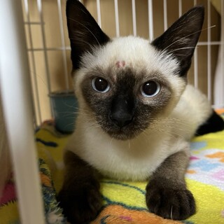 ん？シャム猫？？サビ猫から生まれたシエルくん