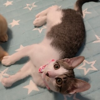 ずっとのおうち決定！おてんば娘 ルピアレッドちゃん