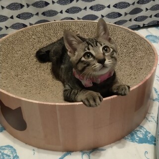 ずっとのおうち決定！優しいキジ男子 デリシーメロン