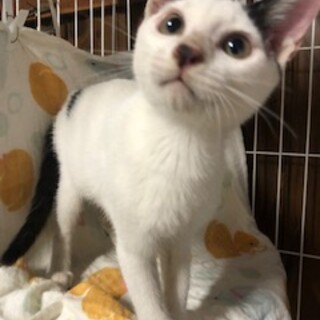 活発な男の子チェカくん4.5ヶ月♪