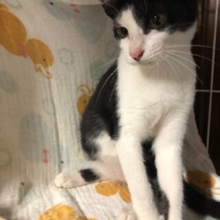 ハチワレが可愛い元気な女の子アリエルちゃんです♡