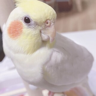オカメインコ　ルチノー
