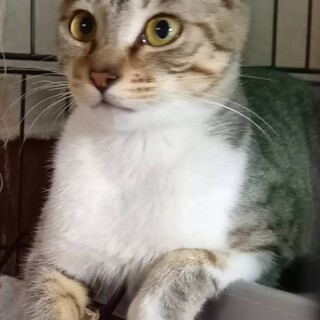 トラ柄の母猫ビビちゃん(仮)