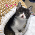 人慣れ抜群★子猫のタンゴちゃん