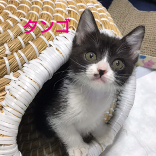 人慣れ抜群★子猫のタンゴちゃん