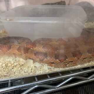 コーンスネークです。可愛がってくれる方を募集します