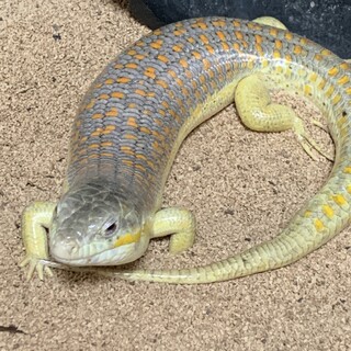 シュナイダースキンクです。